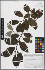 Foto von Salix caprea L.